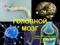 ГОЛОВНОЙ МОЗГ
Пименова Анна Юрьевна
Учитель биологии ГОУ СОШ № 25
Г. Москвы