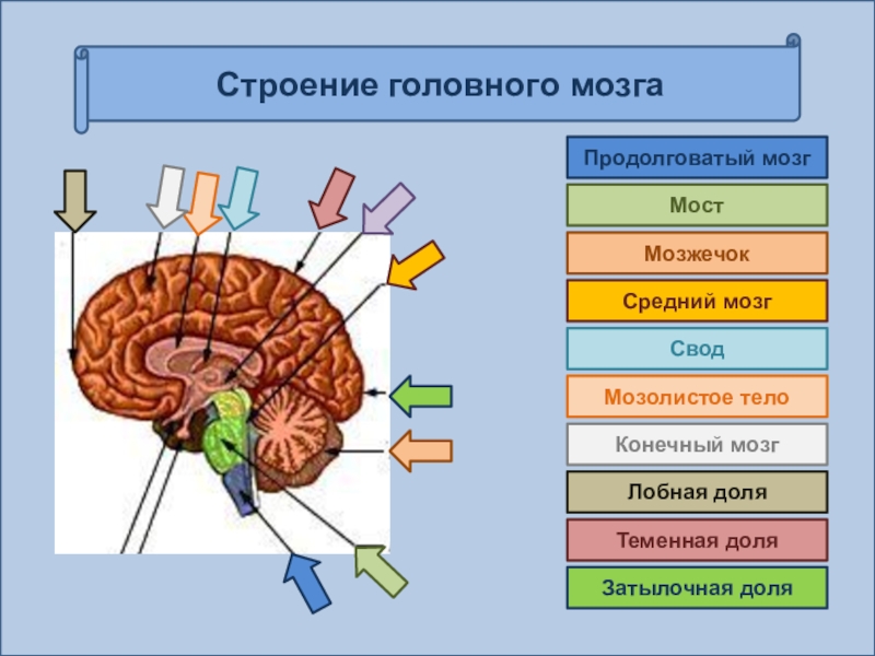 Рисунок мозга биология