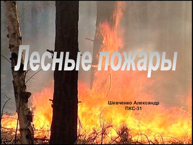 Шевченко Александр
ПКС-31
Лесные пожары