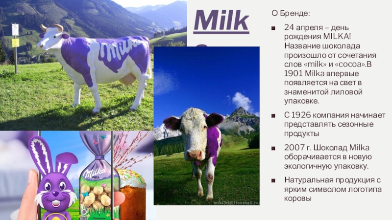Текст милки. Шоколад Милка презентация. Milka шоколад 1901. С днём рождения Милка. Имя Милки.