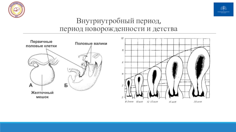 На диаграмме показана женская репродуктивная система