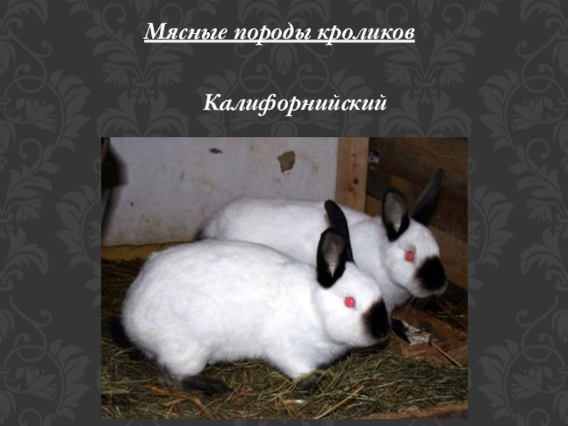 Какие породы кроликов бывают названия и фото
