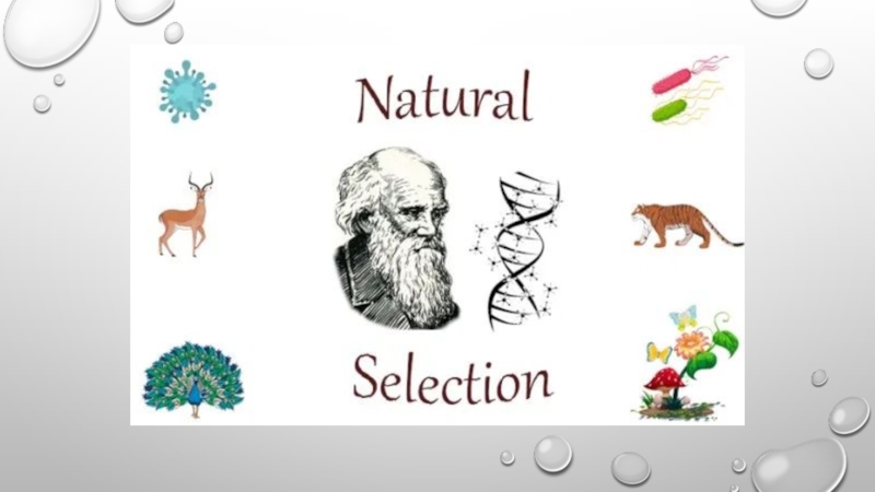 Реферат: Darwinism On Society Essay Research Paper Darwin