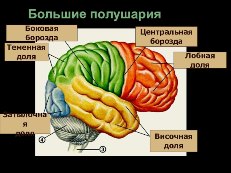 Центральная борозда расположена. Борозды височной доли. Центральная борозда. Борозды теменной доли.