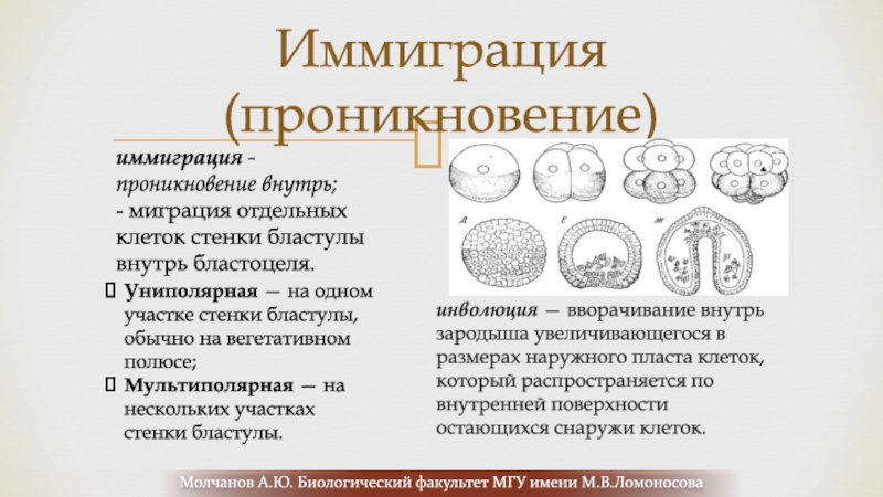 Индукция зародыша. Инволюция гаструляция. Иммиграция это в эмбриологии. Иммиграция зародыша. Гаструляция амфибий.