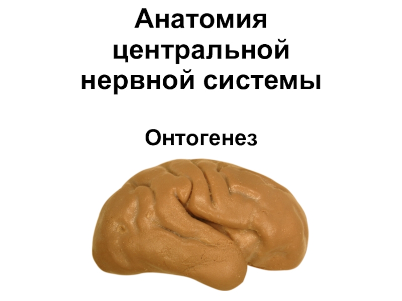 Анатомия центральной нервной системы Онтогенез