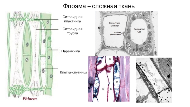 Признаки характерные для клеток флоэмы. Ситовидные трубки флоэмы. Флоэма строение клетки. Флоэма представлена ситовидными трубками. Ситовидные трубки и клетки-спутницы.