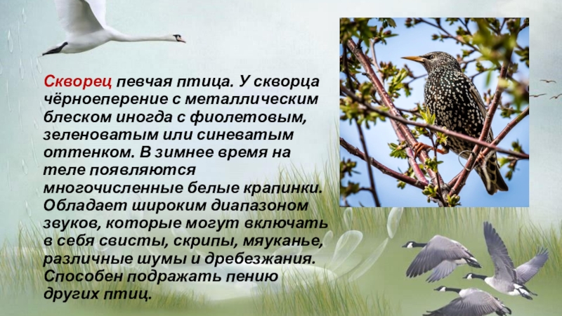 Презентация про перелетных птиц. Скворец птица певчая. Приспособление к условиям зимы скворец. Когда появились птицы. Как появляется птица.