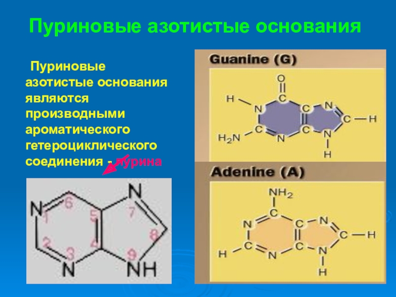 Соединение азотистых оснований. Пуриновые основания РНК. Пуриновые азотистые основания. Пуриновве пзотистве основания. Азотистые основания производные Пурина.