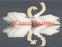 Тема урока :
Класс Птицы
Тема урока :