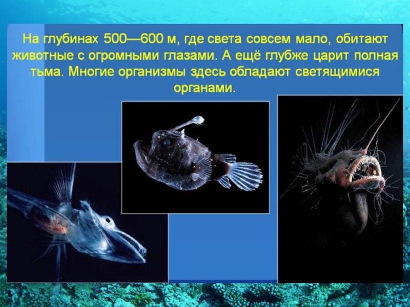 Схема жизнь в океане. Обитатели глубин океана. Обитатели морских глубин проект. Глубоководные обитатели морей и океанов. Животные обитающие на глубине океана.