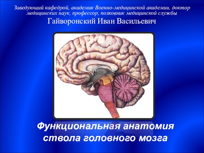 Функциональная анатомия ствола головного мозга
Заведующий кафедрой, академик