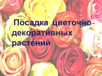 Посадка цветочно - декоративных растений