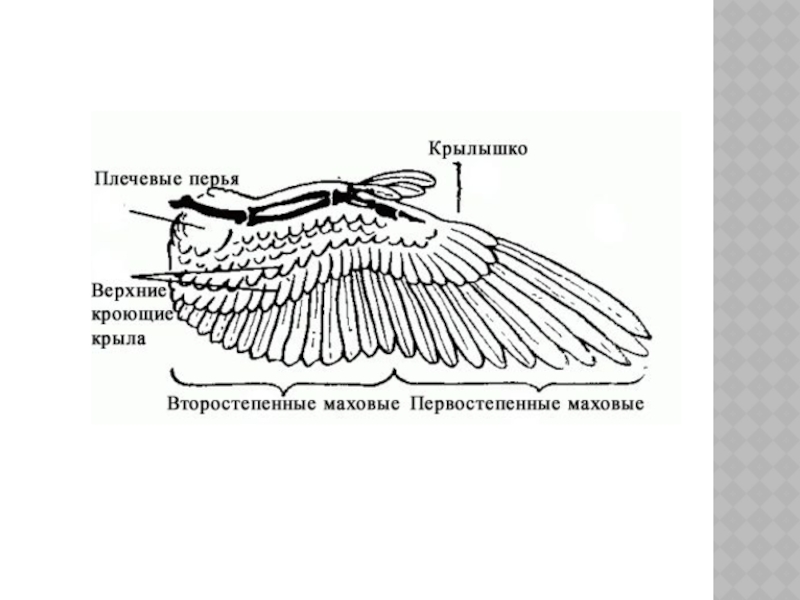 Покров класса птицы. Маховые и кроющие перья. Второстепенные маховые перья. Виды крыльев маховые кроющие. Первостепенные маховые Крылья.