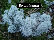 Лишайники