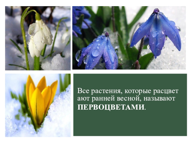 Растения зацветают ранней весной. Цветы которые расцветают ранней весной. Растения которые зацветают весной. Растения которые зацветают ранней весной. Цветок ранней весной цветет.