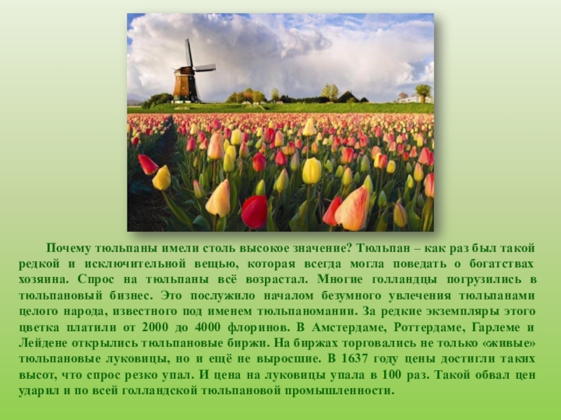 Факты о тюльпанах. Информация о тюльпане. Сообщение о тюльпане. Рассказ о тюльпане.