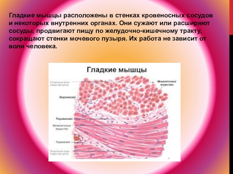Клетки гладкой мускулатуры сокращаются. Гладкие мышцы кровеносных сосудов. Гладкие мышцы внутренних органов. Гладкая мускулатура сосудов. Гладкие мышцы располагаются в.