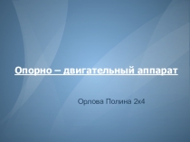 Опорно – двигательный аппарат