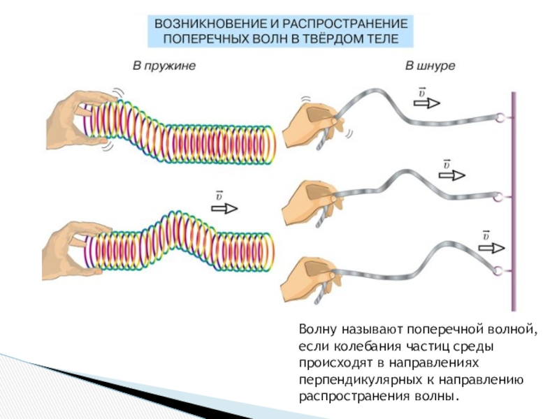 При распространении волны происходит. Поперечными волнами называют. Поперечная волна пружина. Волна называется поперечной если. Механизм распространения поперечных волн.