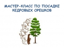 МАСТЕР-КЛАСС ПО ПОСАДКЕ КЕДРОВЫХ ОРЕШКОВ