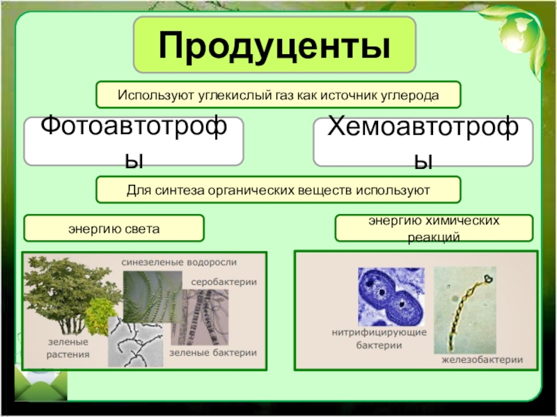 Экологические сообщества презентация 11 класс биология