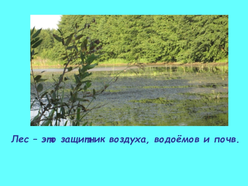 Лес защитник воздуха водоемов. Лес защитник водоемов и почв. Защитник воздуха водоёмов и почв. Символ защитник воздуха водоемов и почв.