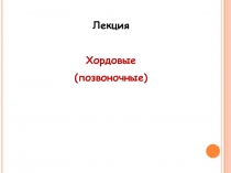 Лекция
Хордовые
(позвоночные)