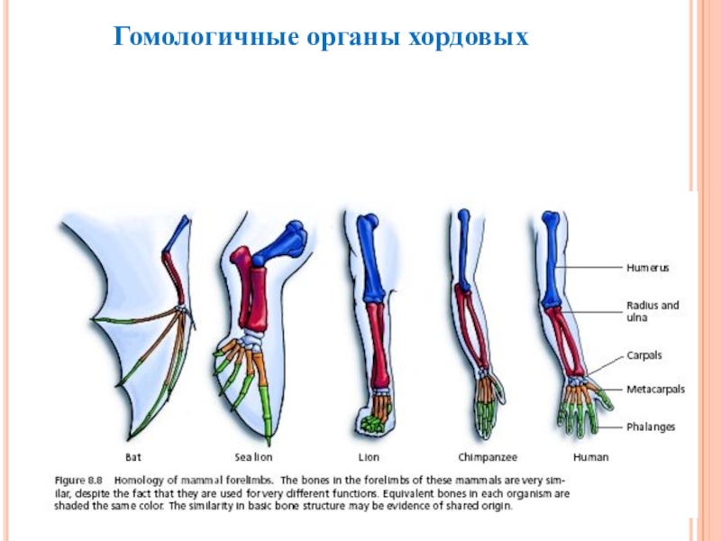 Гомологичные органы. Гомологичные органы хордовых. Гомологичные органы у животных. Конечности хордовых.