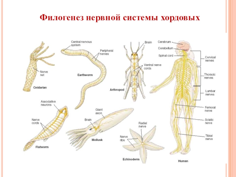 Филогенез систем. Типы нервной системы у животных ЕГЭ биология. Филогенез нервной системы сетчатая нервная система. Филогенез нервной системы беспозвоночных. Эволюция нервной системы хордовых.