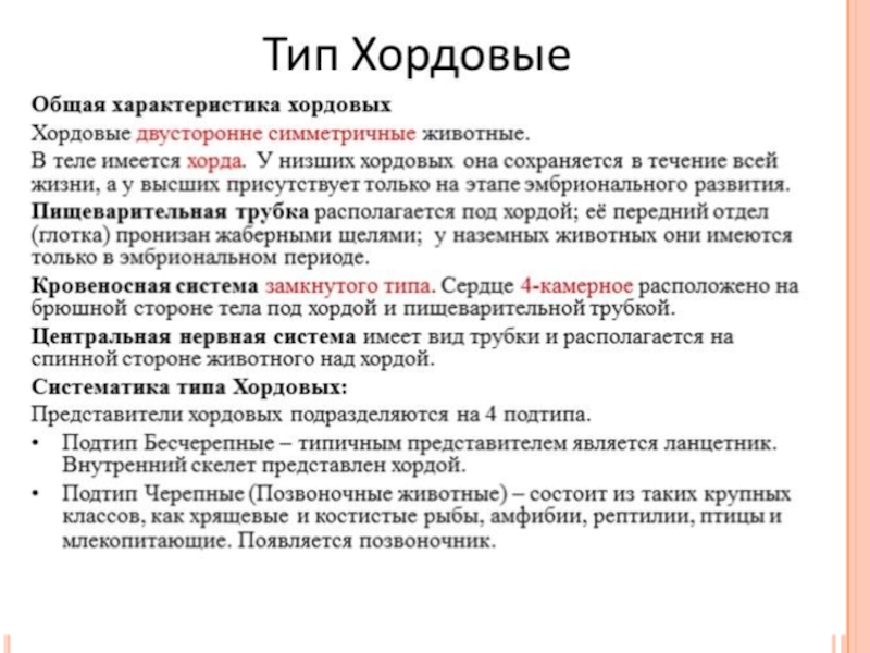 Характерные черты хордовых животных. Общая характеристика хордовых. Общие признаки типа Хордовые. Общая характеристика типа хордовых. Общая характеристика хордовых животных.