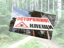 Презентация Осторожно, клещи