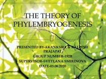 THE THEORY OF PHYLEMBRYOGENESIS