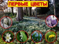 Первые весенние цветы