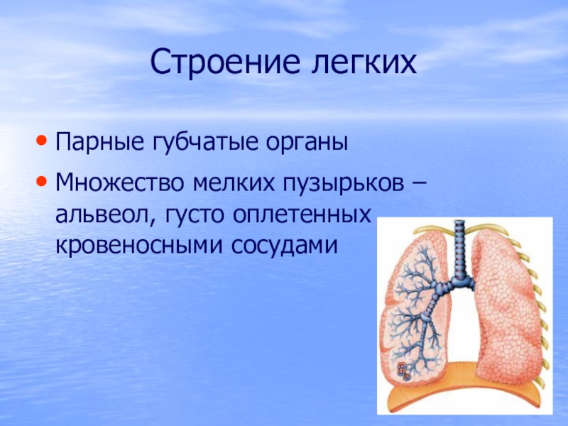 Парные легкие. Легкие строение и функции. Строение легких легочные пузырьки. Легкие строение пузырьки. Внутреннее строение легкого и легочных пузырьков.