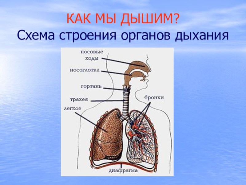 Органы дыхания человека схема