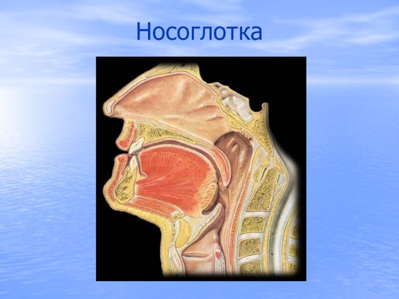 Строение носоглотки. Нос носоглотка ротоглотка. Дыхательные пути носоглотка и ротоглотка. Схема носоглотки человека.