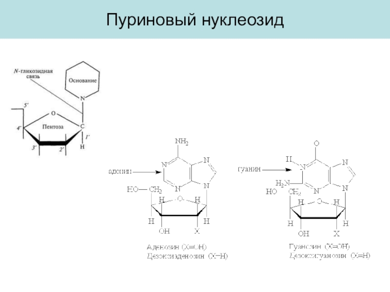 Схема получения нуклеотидов гуанина