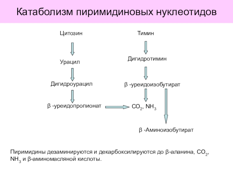 Схема катаболизма пиримидиновых нуклеотидов