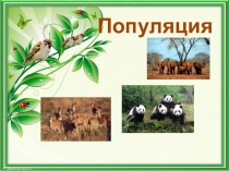 Популяция