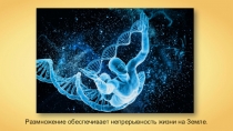 Размножение обеспечивает непрерывность жизни на Земле