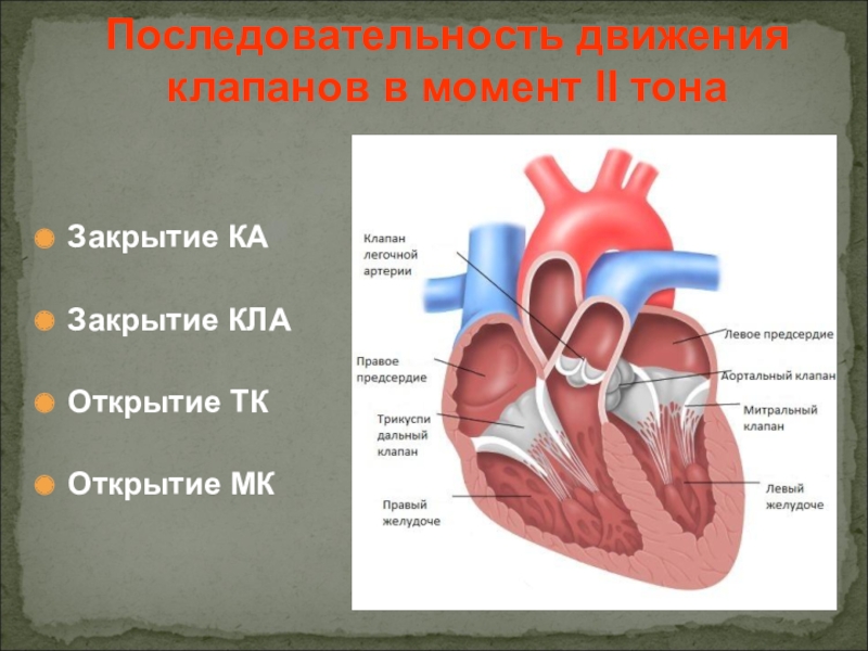 Последовательность движения. Последовательность движения сердца. Последовательность движений клапанов. Последовательность движений клапанов 1 тона. Первый тон хлопающий второй тон на легочной артерии.