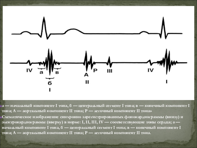 Первый тон. Механизм возникновения 1 тона сердца. Механизм возникновения первого тона. Перечислите компоненты 1 тона. Аортальный компонент II тона.