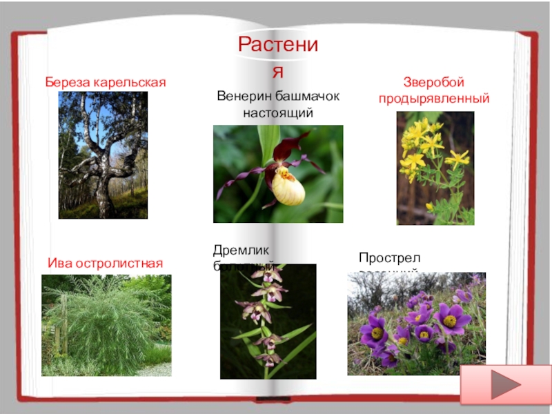 Растения красной книги республики коми презентация