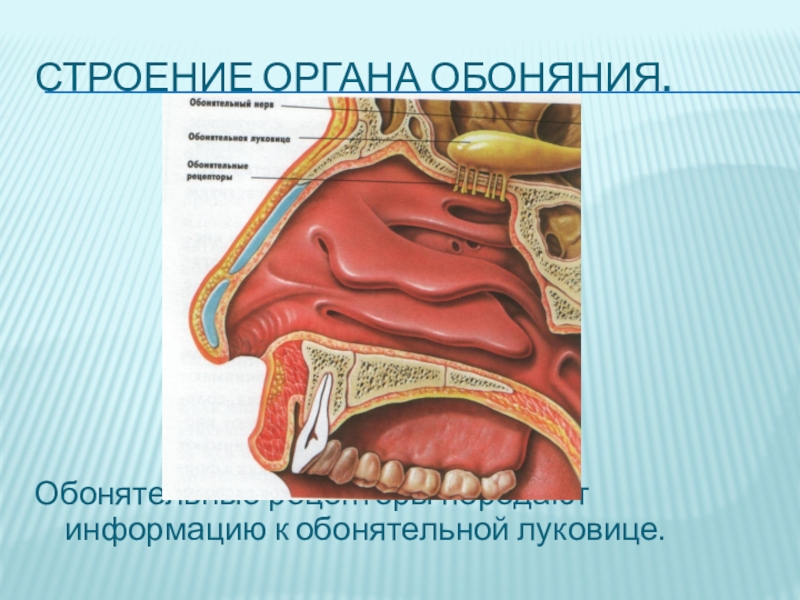 Схема строения органа обоняния