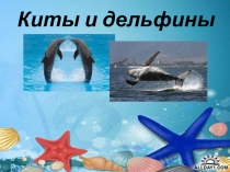 Киты и дельфины