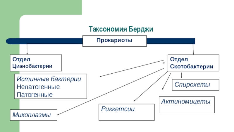 2 дополните схему о микроорганизмах которые окружают человека