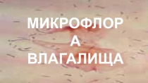 МИКРОФЛОРА ВЛАГАЛИЩА