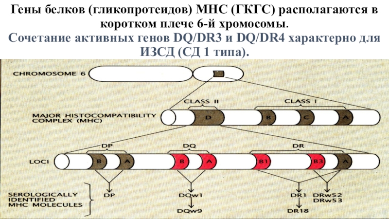 Появления гена. Гены МНС. Гены класса 3. Гены располагаются. Короткое плечо 6 хромосомы.