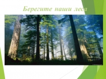 Берегите наши леса